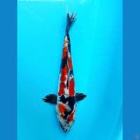 showa doitsu 28cm