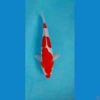 Kohaku doitsu 34Cm Jantan 