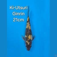 OTSUKA KIUTSURI GINRIN 21CM