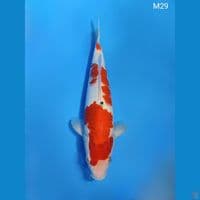 SUBOSUMI SANKE ORIGINAL 29CM MALE
