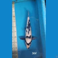 SHIRO, 36CM FEMALE