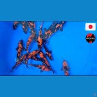 Utsuri 25bu import Shinoda Random