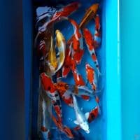 paket mixx 20ekor 22-28cm