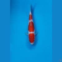 Kohaku 17cm