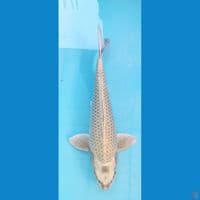 Gin Mukasi 32Cm