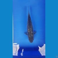 Aragoke fuull ginrin 32cm ready show 
