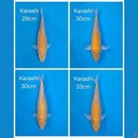 PAKET KARASHI 4EKOR