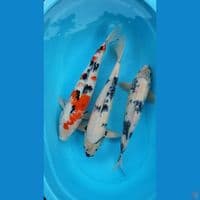 Sanke Shiro JUMBO 50,55,58Cm. 
