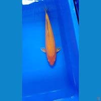 red karashi 37 cm