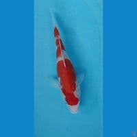 Kohaku 27Cm