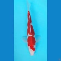 Kohaku 30Cm