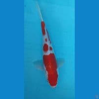Kohaku 25Cm