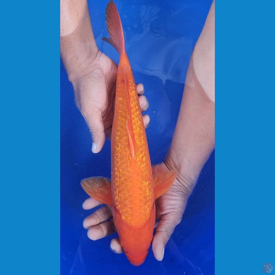 35cm Red Karasi Ginrin