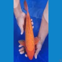 35cm Red Karasi Ginrin