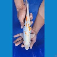 33cm Hesei Nishiki
