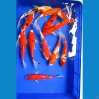Paket Mix 12 Ekor 23 - 27 Cm