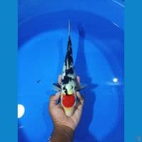 Tancho sanke 33cm Male