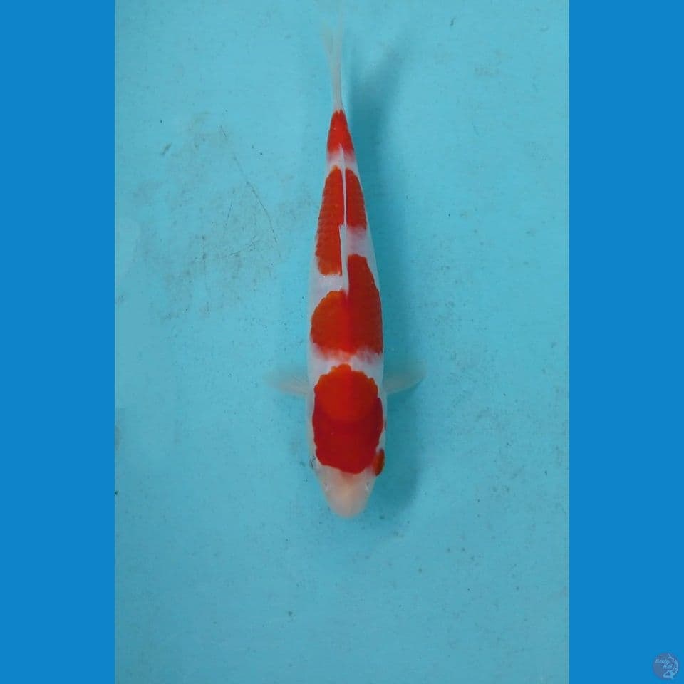 kohaku, 19 cm