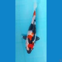 Kindai Showa 24Cm