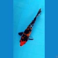 Showa gindrin jetblack 20Cm
