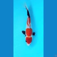 Maruten Showa 23Cm