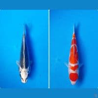 mix 19-21cm