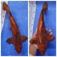 35cm Caramel