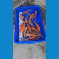 karamel