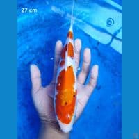 Good sanke 27 cm 3 step original
