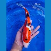 Good Sanke 31 cm