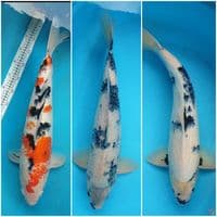 Shiro,Sanke Jumbo 50,55,58cm. 