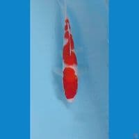 kohaku, 17 cm
