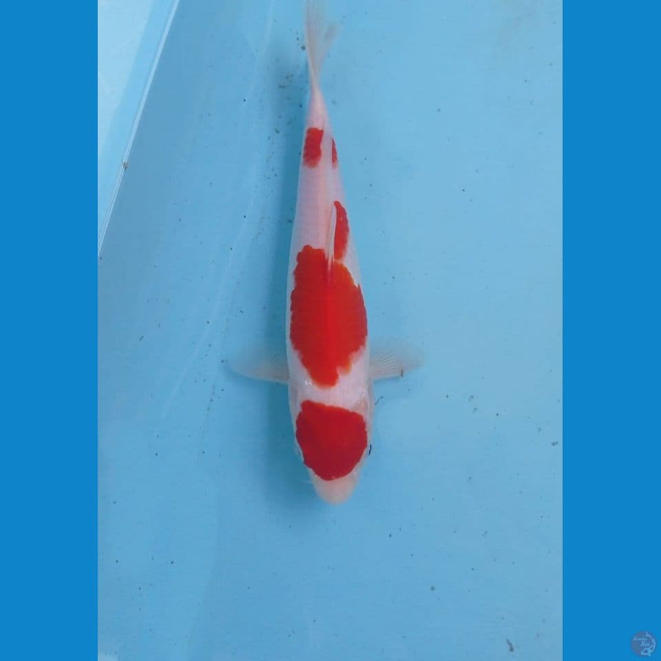 kohaku, 24 cm