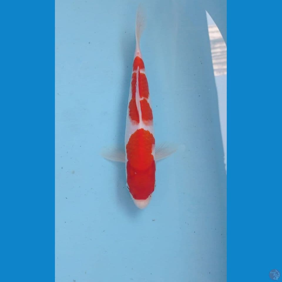 kohaku, 25 cm
