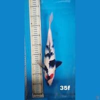 TC SHOWA, 35CM FEMALE