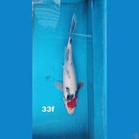 Tc Showa, 33cm 
