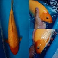 Red Karashi Jantan 40 cm