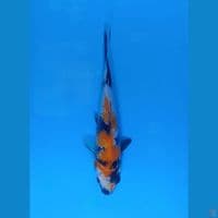 Showa import Sekiguchib26cm sertifikat