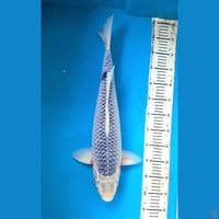 F1 Asagi Line Oya Koi Farm 55cm Female