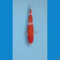 kohaku, 17 cm