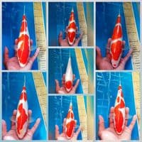 KOHAKU SUPER 25/30CM 7PCS