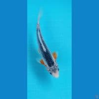 Asagi 22Cm