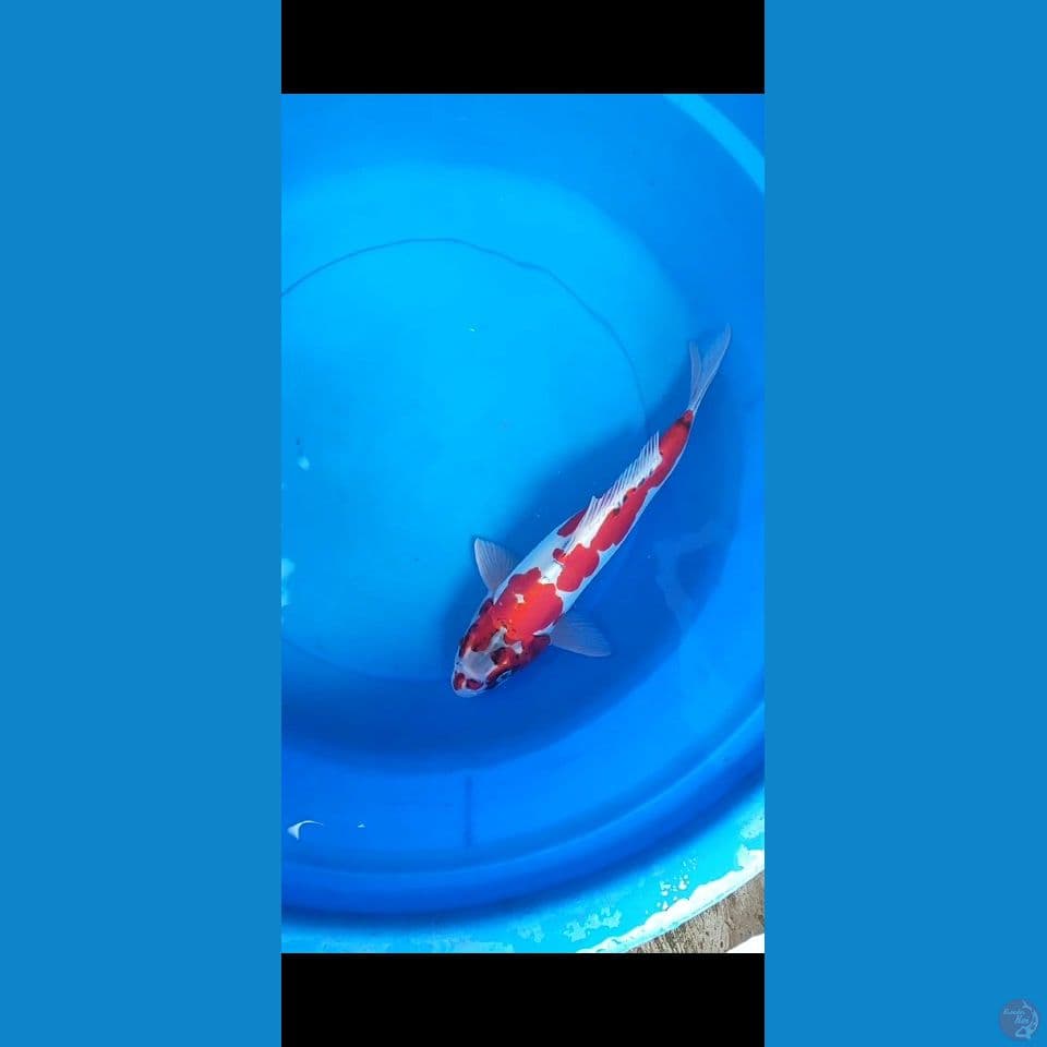 benikiko HQ 33 cm