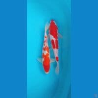Kohaku Doitsu dan sisik 32,34Cm