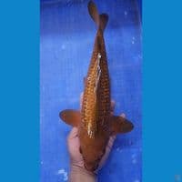 37cm Chagoi Ginrin