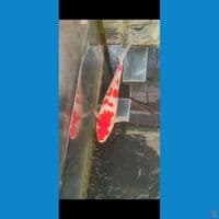kohaku SQ 22 cm