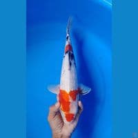 showa gindrin kinday size : 37cm