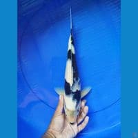 siro size 32cm
