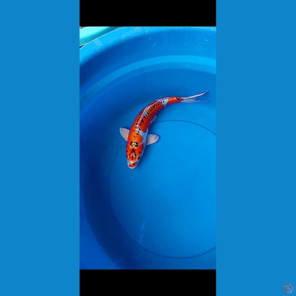 kujaku doitsu 30cm