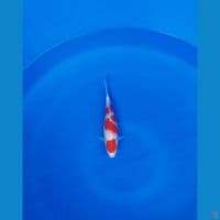 kohaku